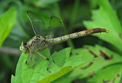 Female 
5 May 2018  Jefferson, MO